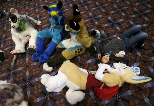 Cassie Fisher lays on the floor surrounded by attendees dressed up as "Furries" at the Midwest FurFest in the Chicago suburb of Rosemont, Illinois, United States, December 4, 2015. (Photo by Jim Young/Reuters)