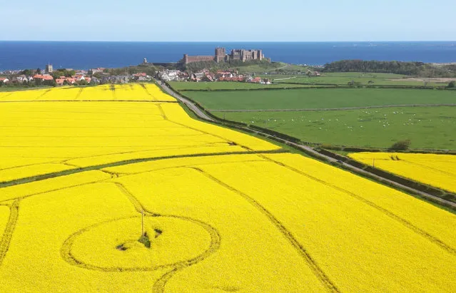 Bamburgh castle in Northumberland, UK surrounded by rape seed oil fields on Monday, May 15, 2023. (Photo by Owen Humphreys/PA Images via Getty Images)