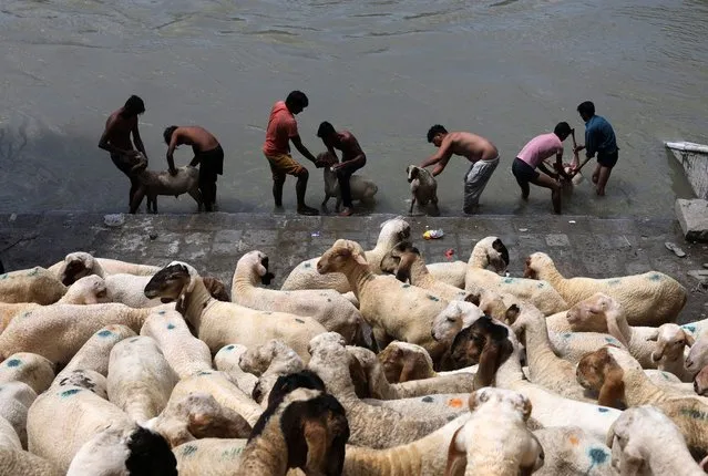 Workers wash sheep in the river ahead of Muslim holy festival Eid-Al-Adha  in Srinagar, the summer capital of Indian Kashmir, 26 June 2023. Eid al-Adha is the holiest of the two Muslims holidays celebrated each year, it marks the yearly Muslim pilgrimage (Hajj) to visit Mecca, the holiest place in Islam. Muslims slaughter a sacrificial animal and split the meat into three parts, one for the family, one for friends and relatives, and one for the poor and needy. (Photo by Farooq Khan/EPA)