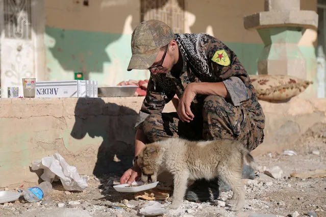 A Syrian Democratic Forces (SDF) fighter feeds a puppy in Tal Samin village, north of Raqqa city, Syria November 19, 2016. (Photo by Rodi Said/Reuters)