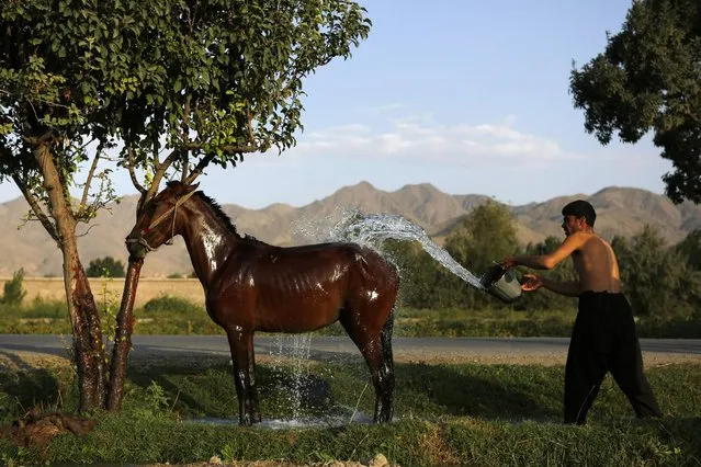 An Afghan man washes his horse in Kabul August 4, 2013. (Photo by Mohammad Ismail/Reuters)
