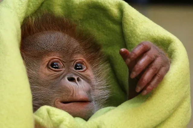Three week old female orangutan baby Rieke is pictured during a presentation to the media at the Zoo in Berlin February 6, 2015. (Photo by Fabrizio Bensch/Reuters)