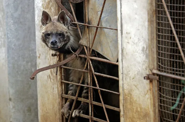 A striped hyena is pictured at the Animal Encounter environmental conservation centre in the Lebanese mountain town of Aley, southeast of the capital Beirut, on March 6, 2021. Through the centre, the founder, Lebanese mammalogist Mounir AbiSaiid, works on environmental awareness, rehabilitation of injured, orphaned or trapped wild animals, as well as saving shot and injured birds. (Photo by Joseph Eid/AFP Photo)