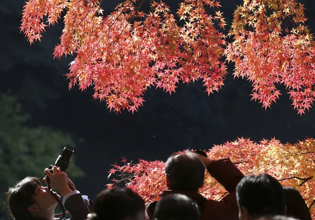 People photograph while enjoying the autumn colors at the Koishikawa Korakuen Gardens in Tokyo, Saturday, November 26, 2016. (Photo by Koji Sasahara/AP Photo)