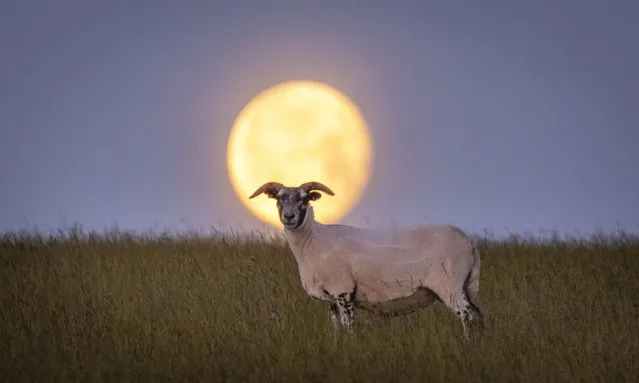 Scottish blackface sheep on a moor near the Scottish Borders, as the full buck moon sets at dawn on July 4, 2023. (Photo by Phil Wilkinson/The Times)