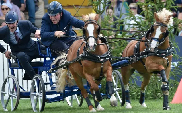 Longines Show jumping meeting at Hickstead The Osborne Refrigerators Double Harness Scurry Championships on July 29, 2023. (Photo by Leo Mason/Alamy Live News)