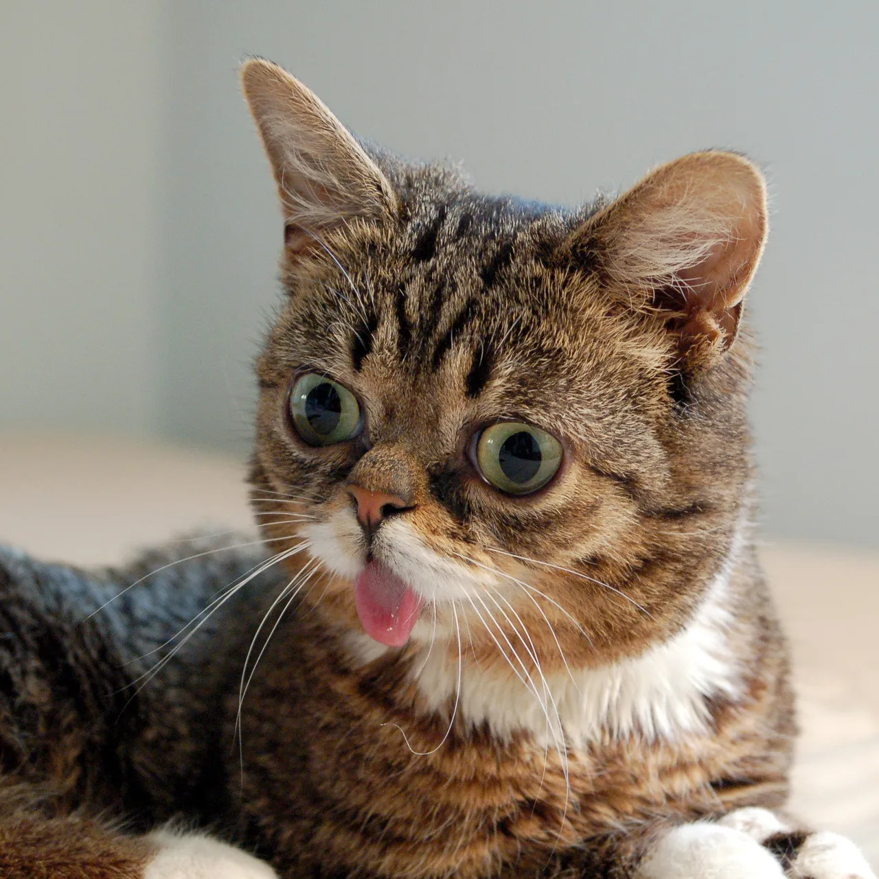 упоротые коты. сонный кот. смешной кот. упороты кот. кот упоролся.