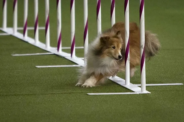 A dog competes in an event at the 139th Westminster Kennel Clubs Annual Dog Show in the Manhattan borough of New York February 14, 2015. (Photo by Carlo Allegri/Reuters)