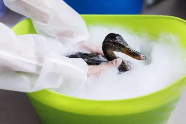 Ducks are cleaned in a soap bath at the Toronto Wildlife Centre in Toronto on Tuesday, August 15, 2023. After an industrial fire in Etobicoke, Ont. last week lead to contamination of Mimico Creek, nearly 80 ducks have been pulled from the contaminated creek to be treated and housed at the Toronto charity. (Photo by Canadian Press/Rex Features/Shutterstock)
