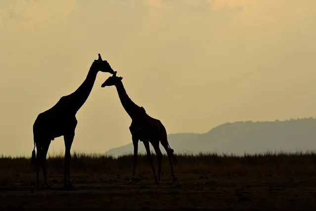 Giraffes stand together during the annual wildebeest migration in the Masai Mara game reserve on September 12, 2016. (Photo by Carl De Souza/AFP Photo)