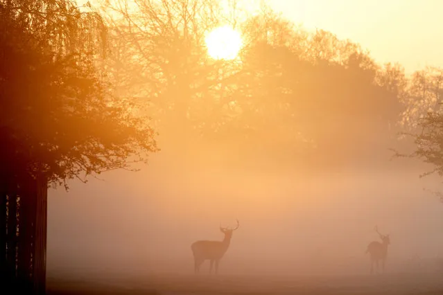 Deer are silhouetted against the mist and the early morning sun in Bushy Park, London on Monday, April 19, 2021. (Photo by John Walton/PA Images via Getty Images)