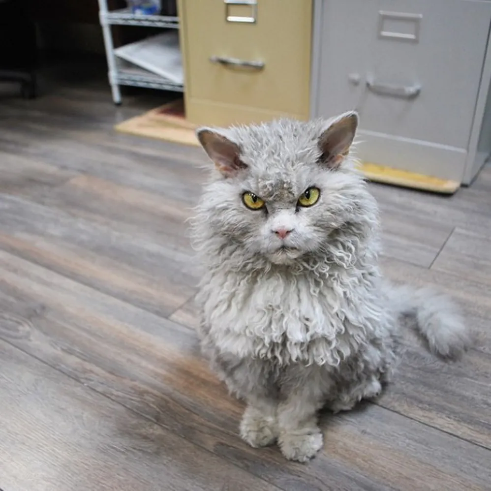A Beautiful Scowling Curly-Haired Cat