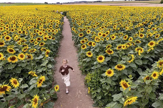 6 year old Masie Cox runs through a sea of sunflowers at Maiden Castle Farm near Dorchester, Dorset, UK on August 16, 2023, ready for the sunnier weather forecast for later in the week. Nothing says summertime quite like sunflowers! Their large, bright, unmistakable flowers are believed to signify bountiful and abundant harvest as well as good health! For the 2023 Trail, half of the profits from the Sunflower Trail will be donated to Charity. (Photo by Mark Passmore/Apex News)