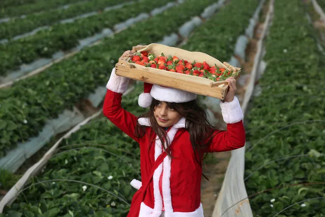 A Palestinian girl wearing a Santa Claus outfit collect strawberries in a field in Beit Lahia in the northern Gaza Strip on December 24, 2016. (Photo by Majdi Fathi/NurPhoto via Getty Images)