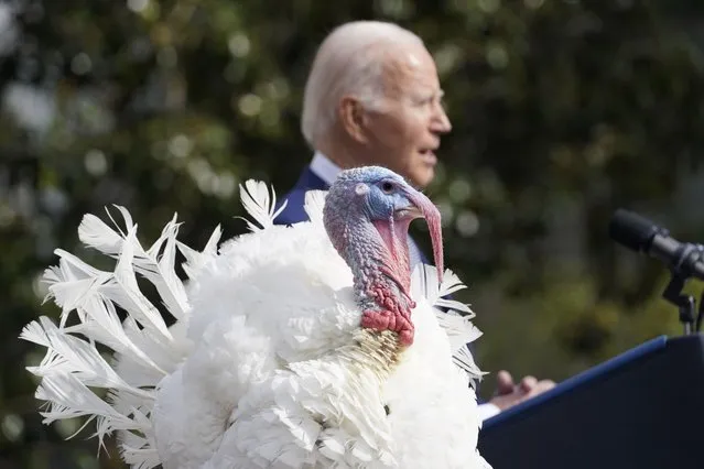 President Joe Biden pardons the national Thanksgiving turkeys, Liberty and Bell, during a pardoning ceremony on the South Lawn of the White House in Washington, Monday, November 20, 2023. (Photo by Susan Walsh/AP Photo)