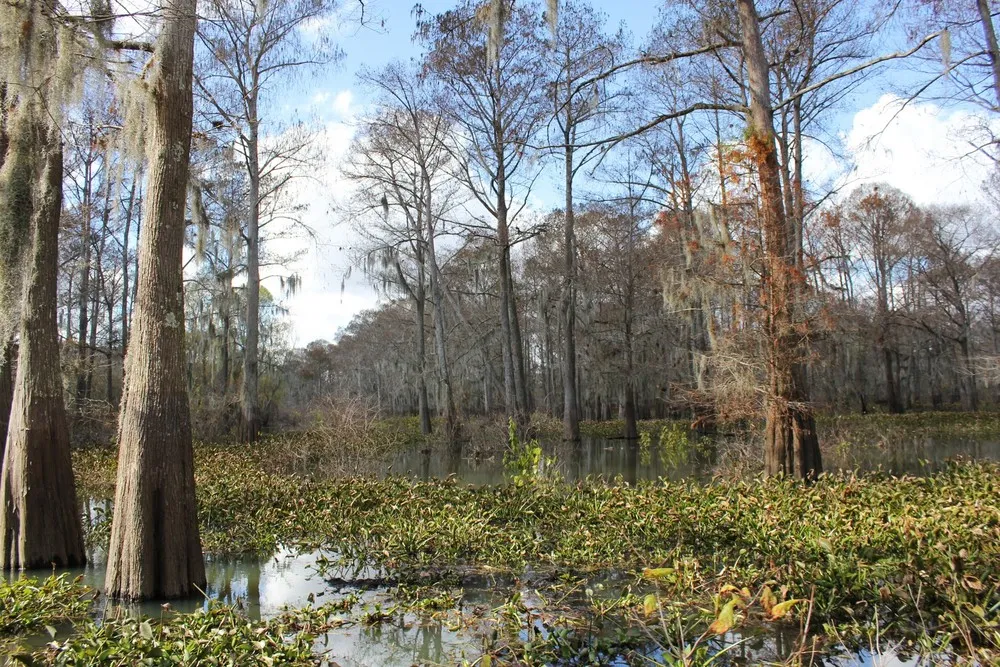 Louisiana Swamps