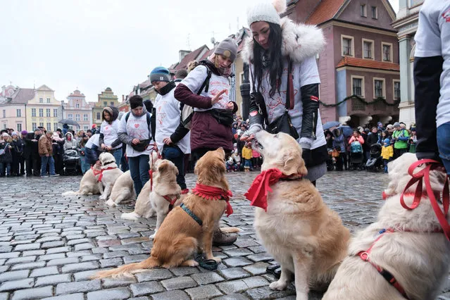 Owners with their Golden Retrievers perform during a dog obedience show to collect money for the annual fund raising event the 27th Grand Finale of Great Orchestra of Christmas Charity in Poznan, Poland, 13 January 2019. The collected money will be used to purchase specialist equipment for children's hospitals. (Photo by Jakub Kaczmarczyk/EPA/EFE)