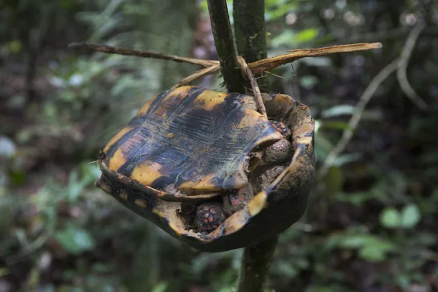 Jabuti, a type of land turtle, is considered easy game. When hunters come across a jabuti, they tie it with bark or vine to a tree to be collected on their way back home. (Taylor Weidman)