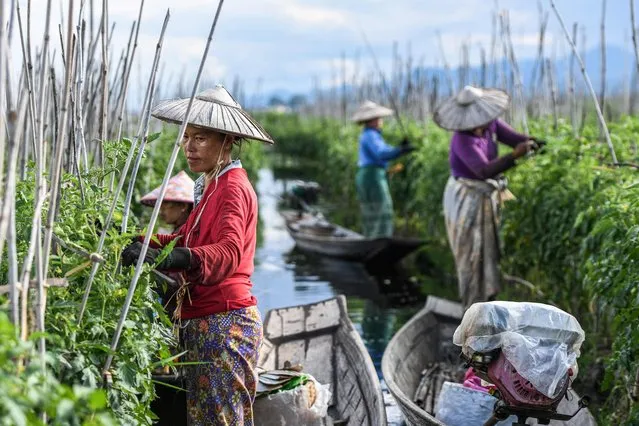 This photo taken on October 17, 2023 shows women working on a floating farm on Inle Lake in southern Shan State. Floating farms have become as ubiquitous on Myanmar's Inle Lake as its famed houses on stilts and leg-rowing fishermen, but locals warn they are slowly choking the UNESCO-recognised reserve. The ever-expanding farms are eating up surface area, sending chemical runoff into the waters, and clogging the picturesque site with discarded plant matter, opponents say. (Photo by Sai Aung Main/AFP Photo)