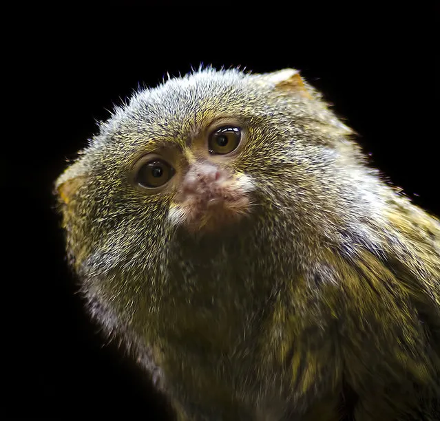 Pygmy Marmoset - The Smallest Monkey