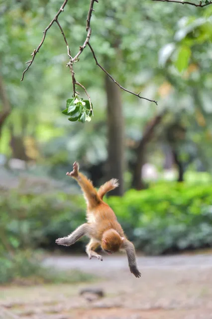 A monkey jumps around in Qixing Park, Guilin, Guangxi, China. According to staff, all the monkeys in the park bred from 78 monkeys that came from the zoo more than 10 years ago. (Photo by Tang Guangdong/Barcroft Images)
