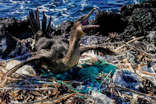A flightless cormorant (Nannopterum harrisi) sits on her nest surrounded by garbage on the shore of Isabela Island in the Galapagos Archipelago in the Pacific Ocean, 1000 km off the coast of Ecuador, on February 21, 2019. Galapagos National Park rangers and a group of volunteers collect garbage in remote places and unpopulated areas on the Isabela Islands and San Cristobal coast. (Photo by Rodrigo Buendía/AFP Photo)