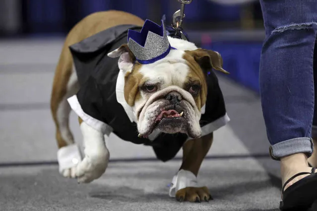 Louie, owned by Joe Brooks, of Johnston, Iowa, walks on stage during the 40th annual Drake Relays Beautiful Bulldog Contest, Monday, April 22, 2019, in Des Moines, Iowa. The pageant kicks off the Drake Relays festivities at Drake University, where a bulldog is the mascot. (Photo by Charlie Neibergall/AP Photo)