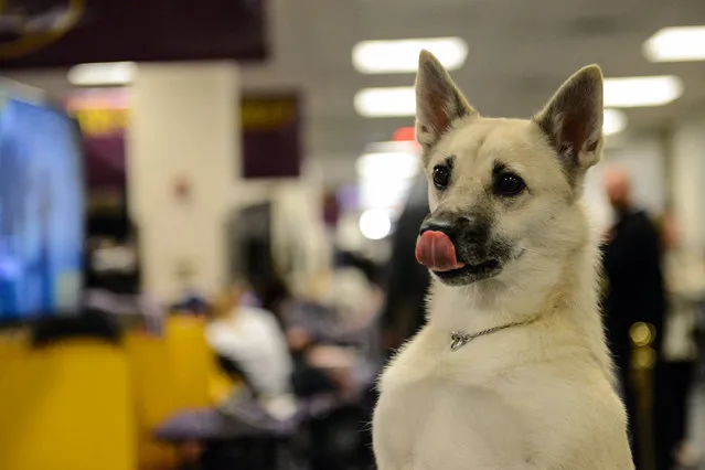 A Norwegian Buhund is seen backstage at the 141st Westminster Kennel Club Dog Show, in New York City, U.S. February 13, 2017. (Photo by Stephanie Keith/Reuters)