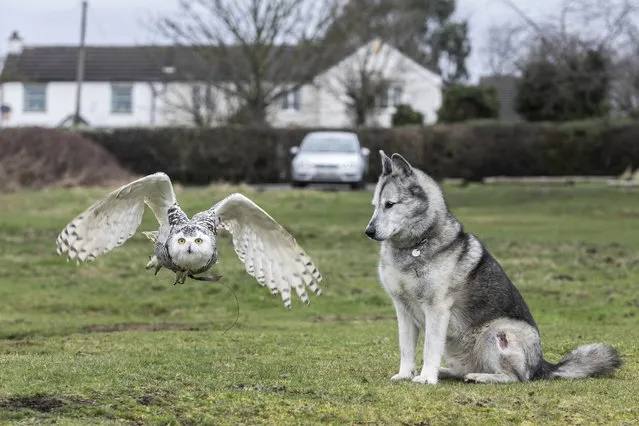 Blue, an 11-year old German shepherd-husky has an unusual choice in best friends having bonded with his owners pet owls Juneau, pictured, Xena and Frankie in West Yorks, United Kingdom on February 27, 2024. (Photo by Lee McLean/South West News Service)