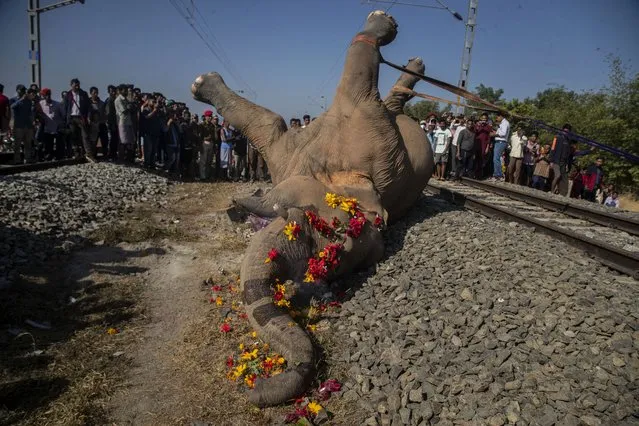 An excavator lifts a wild male elephant, one of two killed by a train in Durung Pathar, in the northeastern Indian state of Assam, Wednesday, December 1, 2021. Speeding trains have run down dozens of wild elephants in Assam in the past, forcing the Indian Railways, which runs the trains, to regulate speed in known elephant corridors. Assam, which has a history of man-elephant conflict, has an estimated 5,000 wild Asiatic elephants. (Photo by Anupam Nath/AP Photo)
