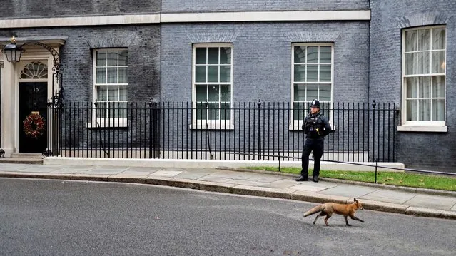A fox walks past Number 10 Downing Street in central London on December 14, 2021. Britain confirmed what is thought to be the first confirmed death after infection with the Omicron variant, as the country launched an ambitious Covid booster shot programme to stop the virus spiralling out of control. (Photo by Tolga Akmen/AFP Photo)