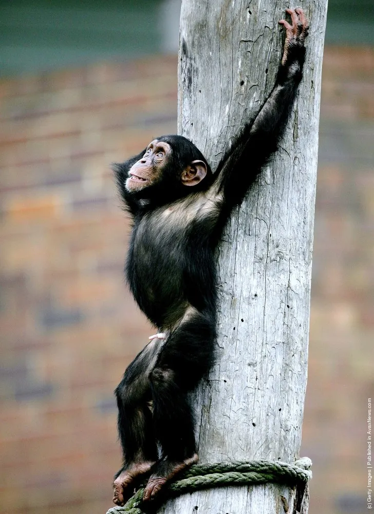 Chimpanzee: A Photo Session