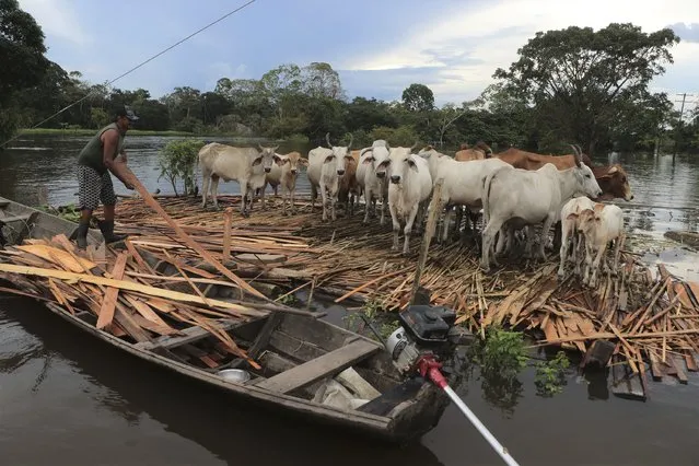 Francisco Orivan Soares de Bastos uses wooden slats to keep his cattle afloat amid flood waters in Anama, Amazonas state, Brazil, Friday, May 14, 2021. Anama, home to 14,000 people on a tributary of the Solimoes River that flows toward capital Manaus, is just one municipality of dozens in Amazonas state that has seen life upended by unusual rainfall. (Photo by Edmar Barros/AP Photo)