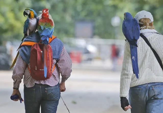 A couple stroll with their macaws through Hyde Park in London, Wednesday, July 1, 2015. (Photo by Frank Augstein/AP Photo)