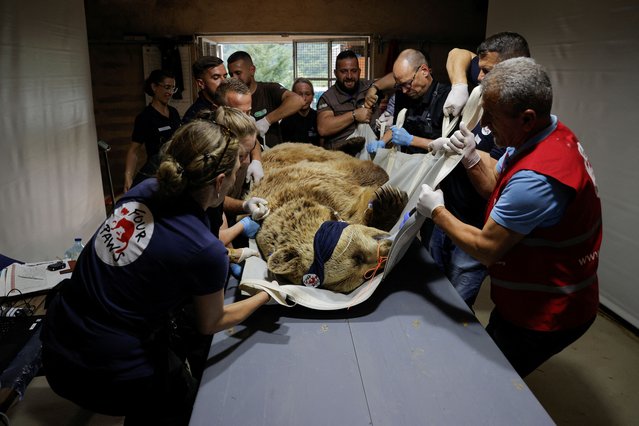 Foreign veterinarians and local staff carry out a check-up on a brown bear at the Four Paws Bear Sanctuary in Mramor near Pristina, Kosovo on June 03, 2024. The brown bears were rescued from restaurant cages across Kosovo and Albania. (Photo by Valdrin Xhemaj/Reuters)