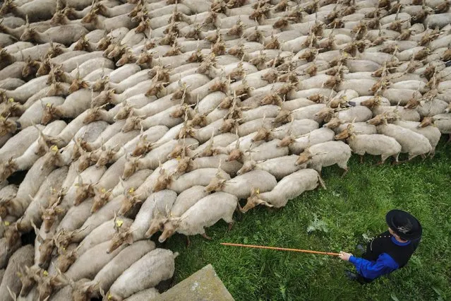 A herd of Racka sheep, an ancient Hungarian sheep species, is driven by a shepherd as it moves from its winter habitat to its summer pasture in the puszta or Hungarian steppe of Hortobagy, 183 kilometers east of Budapest, Hungary, 26 April 2014. Sheep are traditionally driven to their summer pasture at around St. George's Day in the Hortobagy region. (Photo by Zsolt Czegledi/EPA)