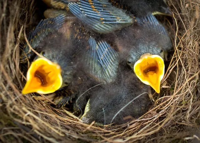 With widely open beaks, young robins wait in their nest for their parents to feed them on May 9, 2016 in Wiesbaden, western Germany. (Photo by Frank Rumpenhorst/AFP Photo/DPA)