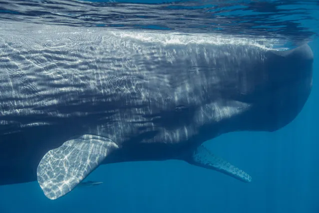 Getting up close to a sperm whale. This one is part of the pod that Blue Planet filmed off Sri Lanka, where tourism is making the coast less safe. (Photo by Andrew Sutton/The Guardian)