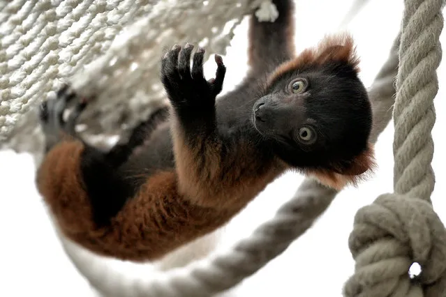 A new born red ruffed lemur hangs in a net in the Cologne Zoo, in Cologne, Germany, 27 April 2017. Two black-and-white ruffed lemurs and one red ruffed lemur were born on 31 March and 01 April 2017. (Photo by Sascha Steinbach/EPA)
