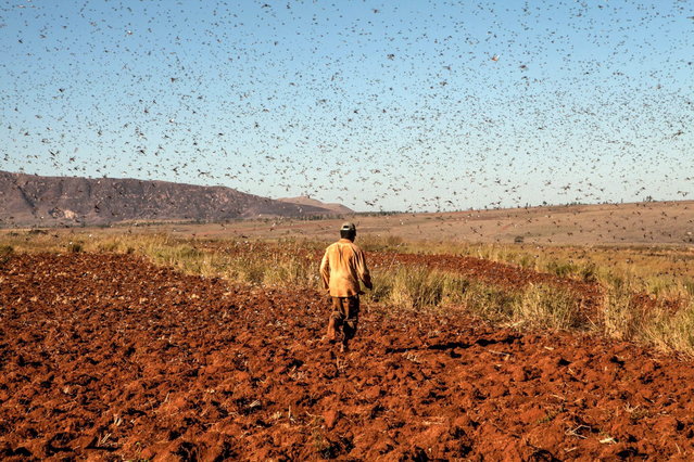 A farmer protects his rice field from locusts by chasing away them with reeds at Amparihibe village on May 7, 2014 in Tsiroanomandidy, western Madagascar. A Food and Agriculture Organization of the United Nations (FAO) mission is to fight the locust's swarm with an insecticide. (Photo by AFP Photo/RIJASOLO)