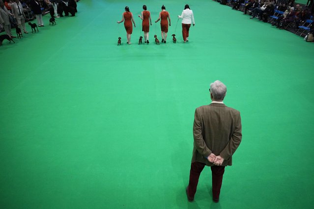 Dachshunds are judged in the show ring during the breeders competition on the first day of Crufts 2023 at the NEC Arena on Gun Dog day on March 9, 2023 in Birmingham, England. Billed as the greatest dog show in the world, the Kennel Club event sees dogs from across the world competing for four days and the coveted Best in Show title. (Photo by Christopher Furlong/Getty Images)