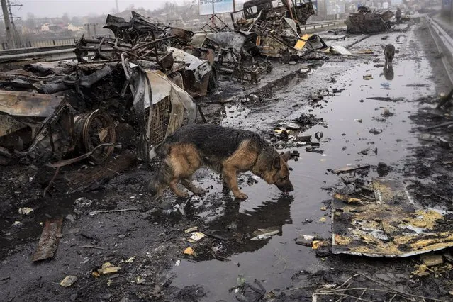 A dog drinks water next to destroyed Russian armored vehicles in Bucha, Ukraine, Sunday, April 3, 2022. (Photo by Rodrigo Abd/AP Photo)