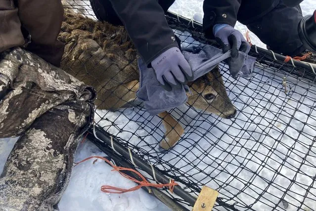 A wildlife team covers a young buck's head with a cloth to help calm it before testing the deer for the coronavirus and taking other biological samples in Grand Portage, Minn. on Wednesday, March 2, 2022. Scientists are concerned that the COVID-19 virus could evolve within animal populations – potentially spawning dangerous viral mutants that could jump back to people, spread among us and reignite what for now seems like a waning crisis. (Photo by Laura Ungar/AP Photo)