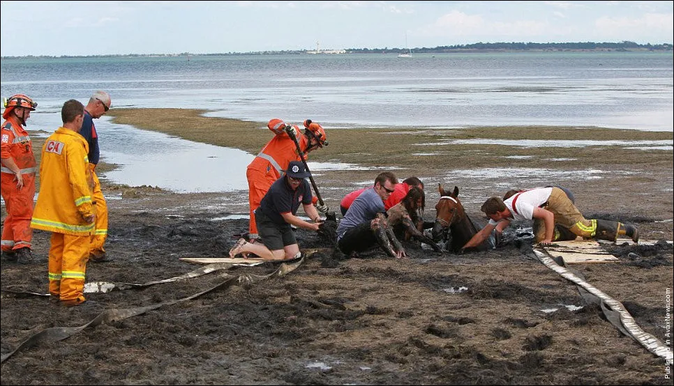 “Astro” the Horse Gets Stuck in the Mud
