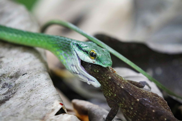 An olive ridley snake hunting a lizard in the Dominical Mountains, Costa Rica, 24 August 2023. The Osa Canton, located in the province of Puntarenas in southern Costa Rica, boasts a diverse range of wildlife, including humpback whales, birds, and amphibians. The local inhabitants strive to preserve this rich biodiversity and share it with the many tourists who visit the area annually. (Photo by Jeffrey Arguedas/EPA/EFE)