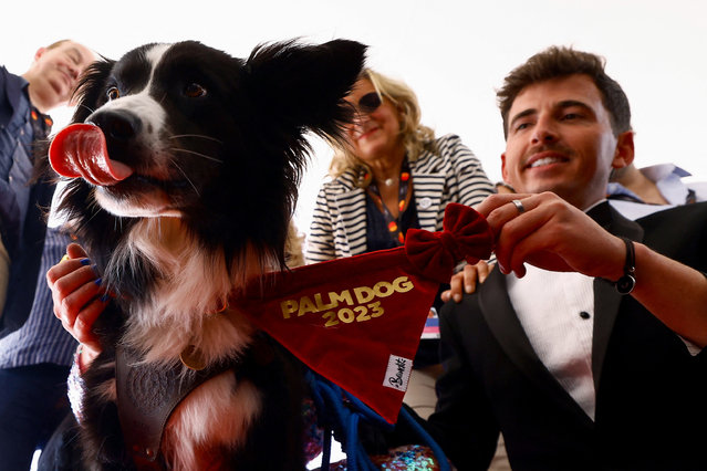 Stan, a Border Collie, receives the Palm Dog award on-behalf of the dog named Snoop of the film “Anatomie d'une chute” (Anatomy of a Fall) during The 76th Cannes Film Festival in Cannes, France on May 26, 2023. (Photo by Eric Gaillard/Reuters)