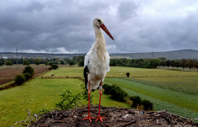 A stork stands in the nest in Wehrheim, near Frankfurt, Germany, Monday, September 9, 2024. (Photo by Michael Probst/AP Photo)