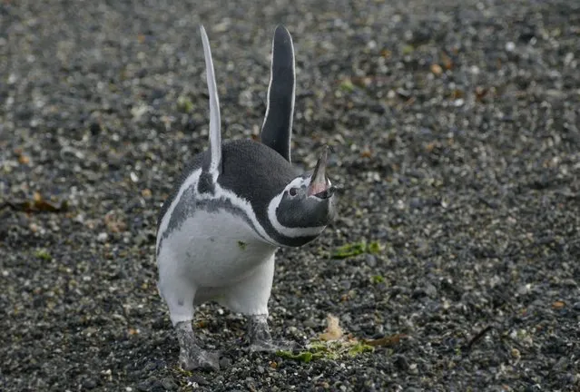 A magellanic penguin flaps his wings in Victoria Stanley's “The Operating System Cannot Run”, on February 15, 2017 in Isla Martillo, Beagle Channel. (Photo by Victoria Stanley/CWPA/Barcroft Images)