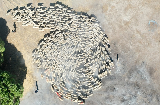 An aerial view of lambs as General Directorate of Agricultural Enterprises of Turkish Ministry of Agriculture and Forestry expects lamb births to increase in winter period, compared to previous years, in Karacabey facilities of Bursa, Turkiye on September 16, 2024. (Photo by Mustafa Yilmaz/Anadolu via Getty Images)