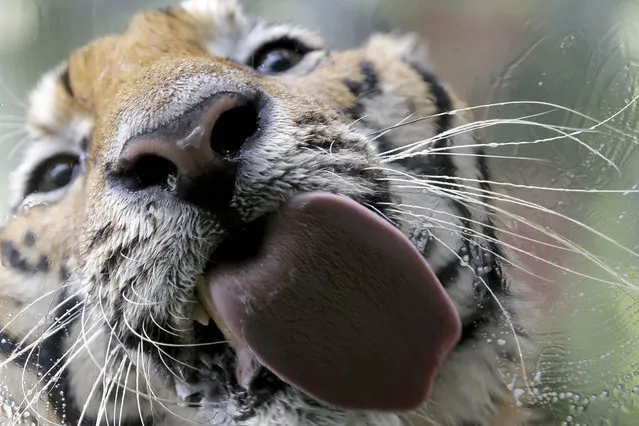 A Bengal tiger named “Pnoy” licks the glass cage as it takes a bath at Malabon Zoo Friday, July 11, 2014 at Malabon city, north of Manila, Philippines. (Photo by Bullit Marquez/AP Photo)